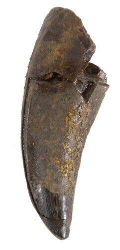 Bargain, Tyrannosaur (Nanotyrannus) Tooth - ND #41549